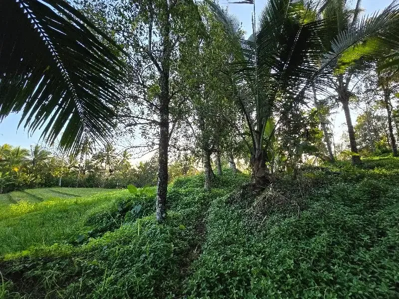 DIJUAL TANAH murah DENGAN VIEW SAWAH cantik dekat villa di bali - Image 2 of 10