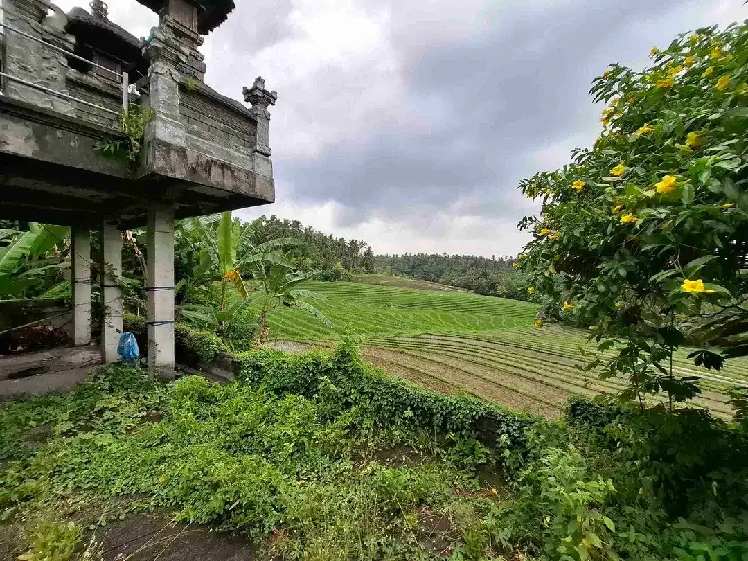 luasan kecil view sawah - Image 2 of 8