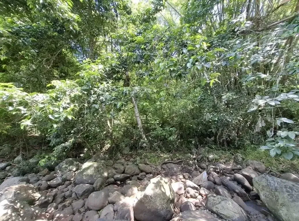 Dijual tanah dekat panta dengan sungai cantik di tabanan bali - Image 5 of 9