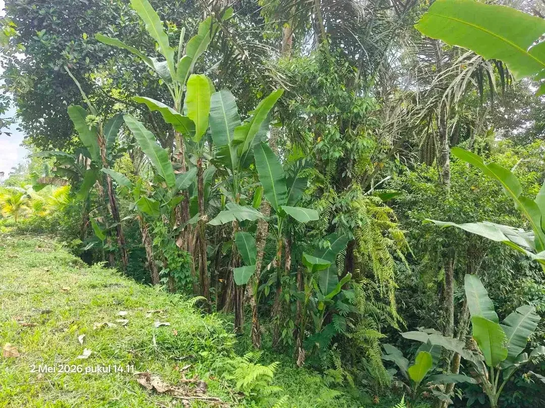 Tanah Zona Kuning 30 Menit dari Central Ubud Bali - Image 2 of 7