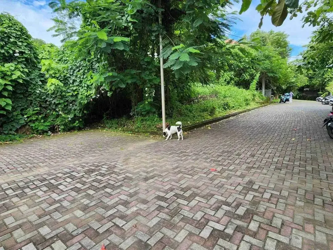 Tanah Komersial Luas Dekat Pantai Pererenan Canggu - Image 8 of 8