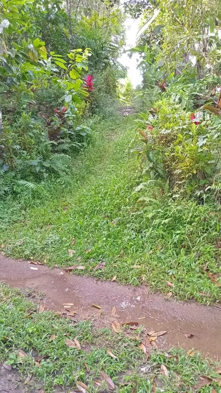 Dijual tanah kebun murah los sungai kecil - Image 4 of 7