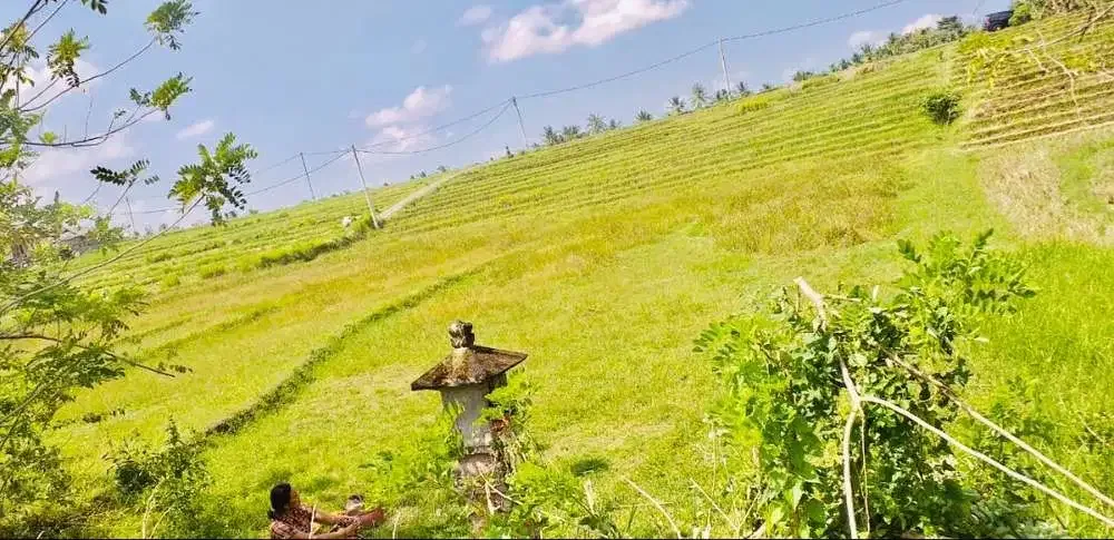 TANAH STRATEGIS VIEW SAWAH TABANAN - Image 5 of 10