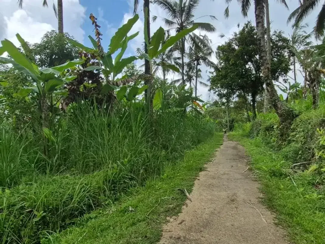 TANAH KOSONG DI BUAHAN KAJA PAYANGAN GIANYAR BALI - Image 8 of 10