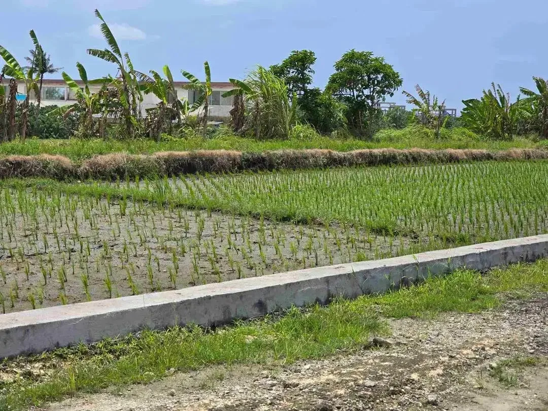 dijual tanah kecil view laut sawah di pantai pasut tabanan bali - Image 10 of 10