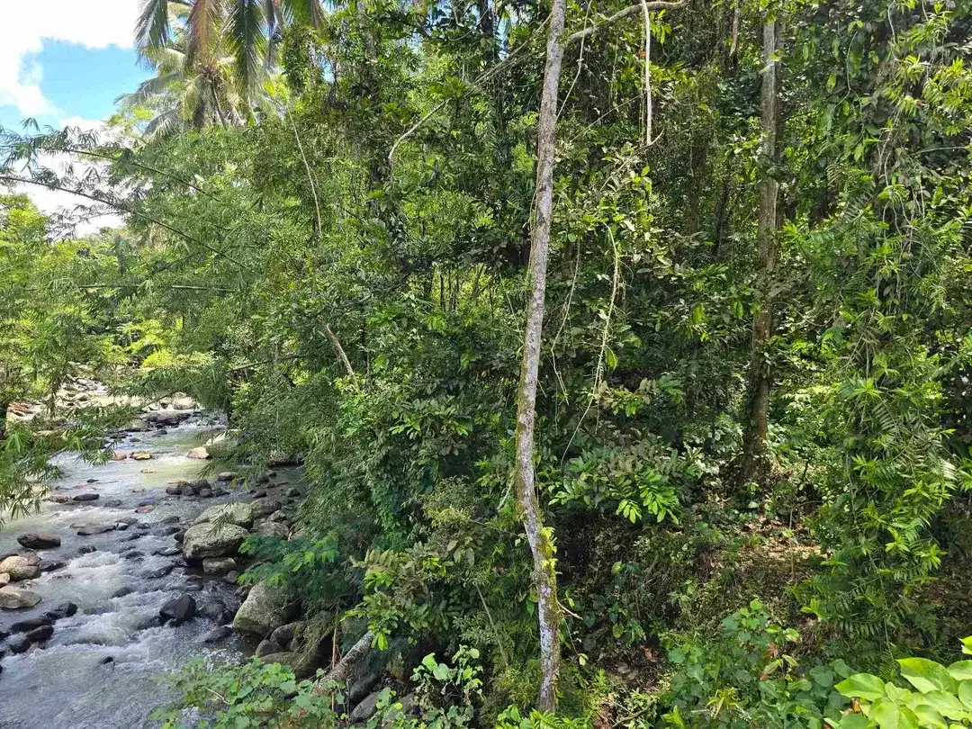 dijual tanah kecil los sungai air jernih bebatuan di penebel tabanan bali - Image 6 of 10
