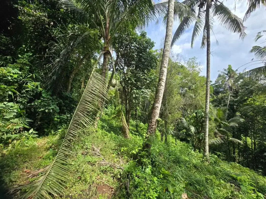 DIjual tanah dengan sungai bebatuan sangat cantik di tabanan bali - Image 8 of 10