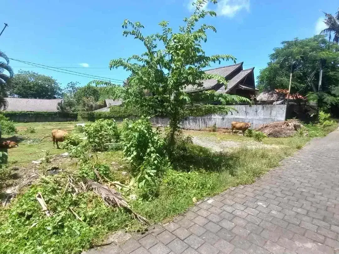 SALE Tanah 13,5 Are Dekat Pantai Pererenan - Image 3 of 5
