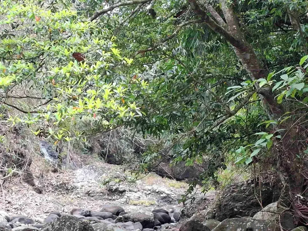 Dijual tanah kebun los sungai lokasi sangat strategis dekat dengan fasilitas umum dan tempat wisata di tabanan bali - Image 4 of 10