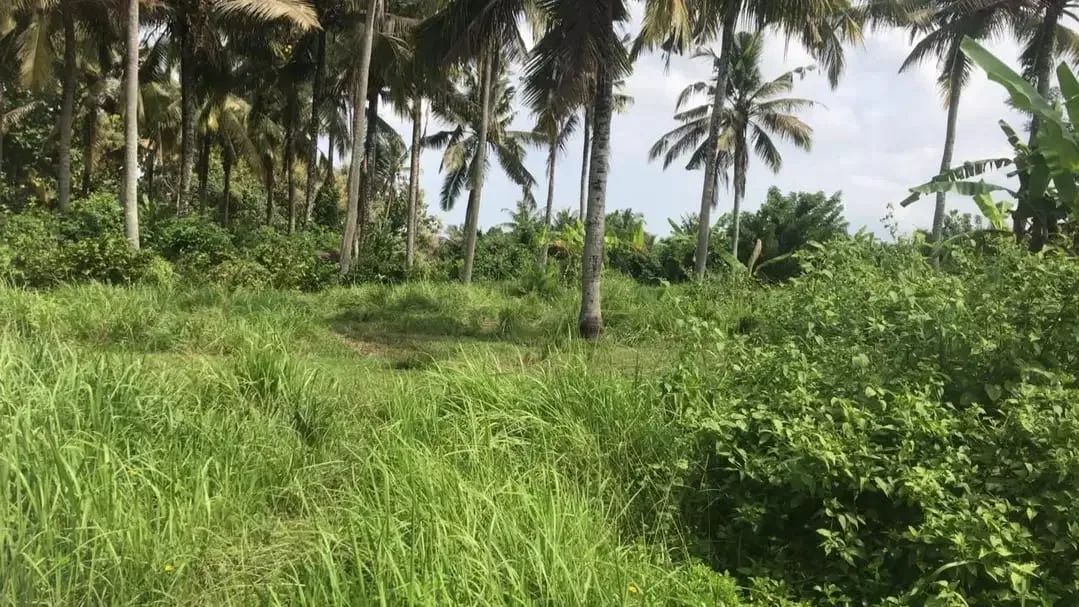 Dijual tanah murah dengan view sawah terasering di tabanan bali - Image 8 of 9
