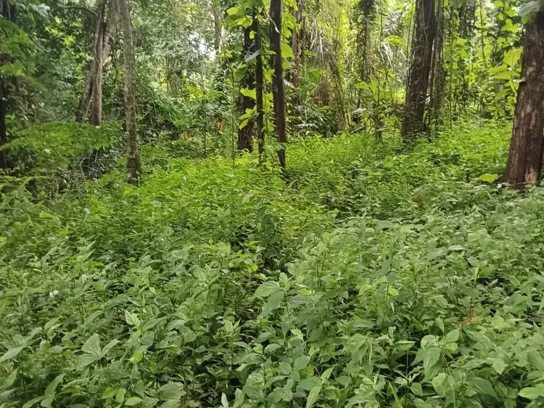 Dijual tanah komersil los sungai lokasi kaba kaba Dekat ke pantai seseh munggu - Image 2 of 8