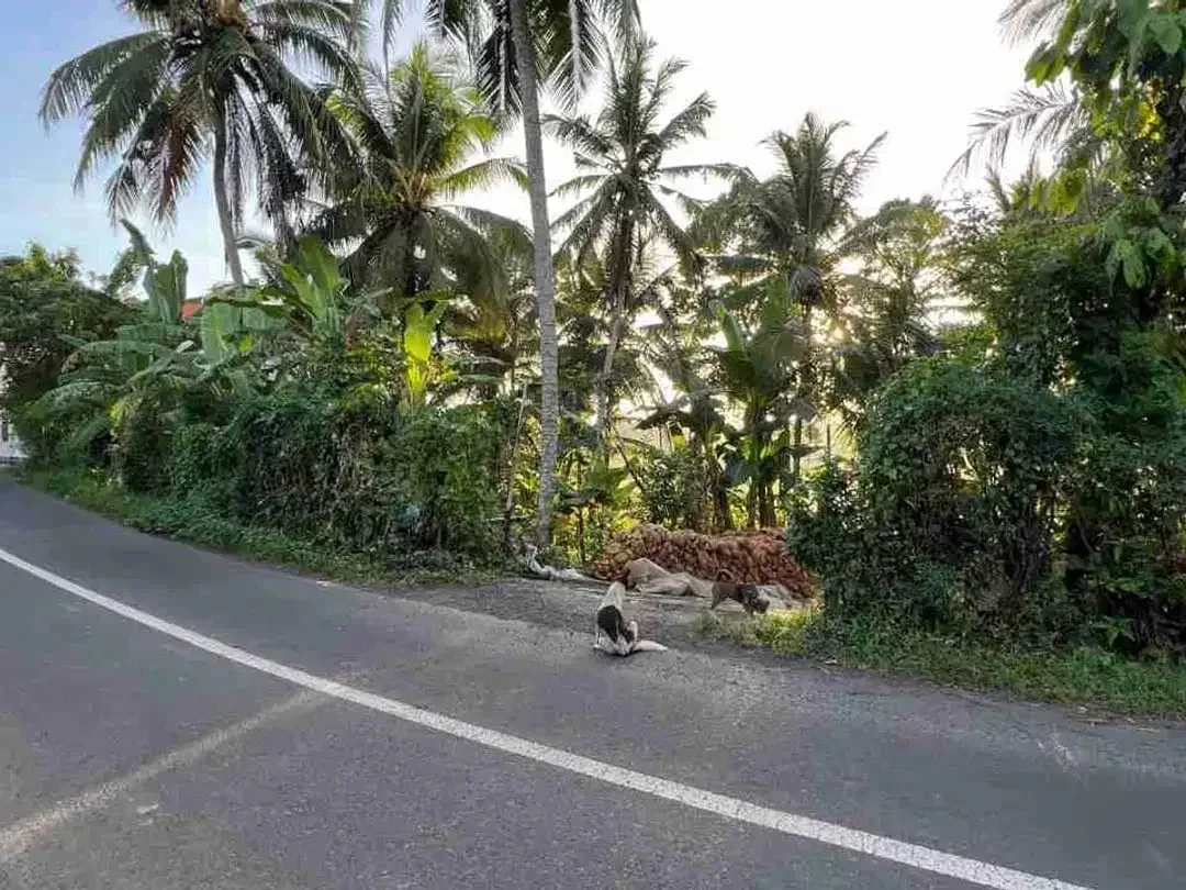 jual tanah pinggir jalan utama view sawah dekat kota tabanan bali - Image 4 of 10