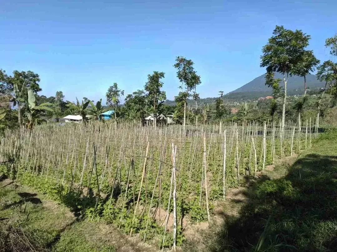 Tanah Luas 1,8 Lokasi Br juwuk legi, Batunya, Baturiti - Image 4 of 10