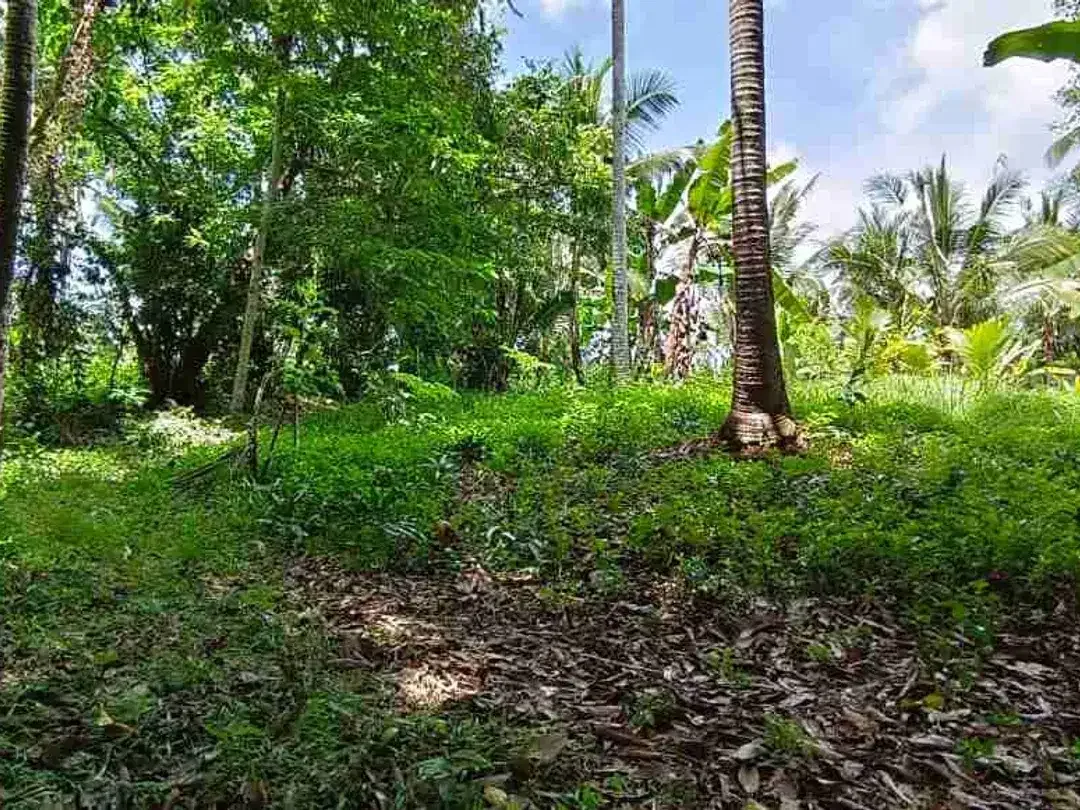 jual tanah kebun Los sungai murah di tabanan bali - Image 3 of 10