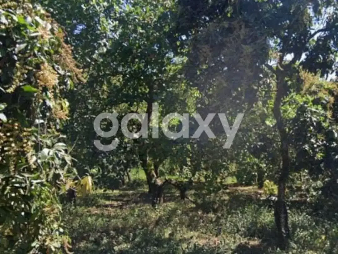 TANAH KEBUN SHM DI DESA BANGKALA KUBUTAMBAHAN SINGARAJA BULELENG, BALI - Image 3 of 8