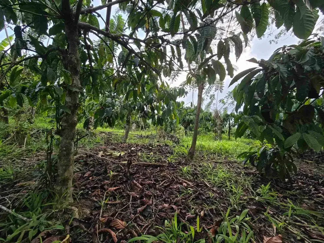 Dijual murah kebun kopi siap panen di pupuan tabanan bali - Image 2 of 10