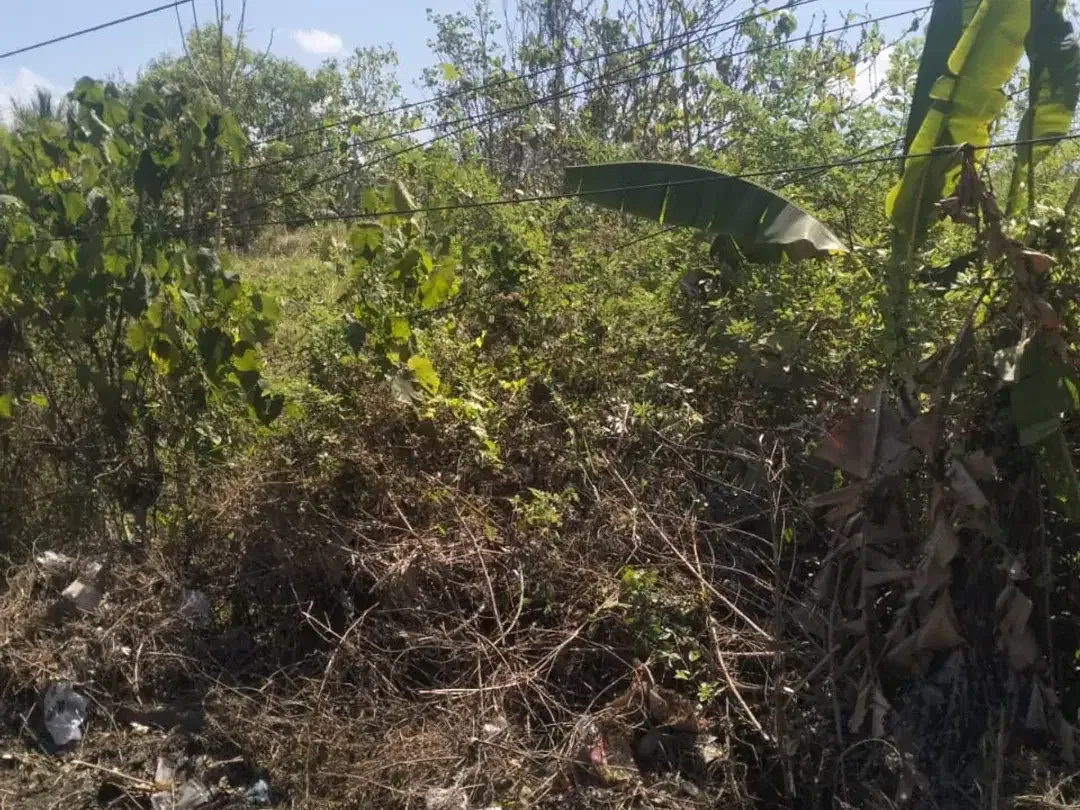 DIJUAL TANAH STRATEGIS – PENGERAGOAN, JEMBRANA - Image 5 of 6