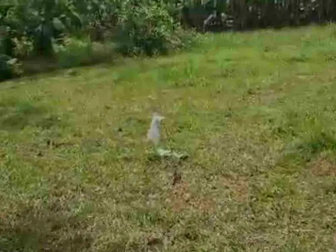 Jual Tanah kebun 33,6are jalan 8 aspal di Payangan Gianyar Ubud Bali - Image 8 of 10
