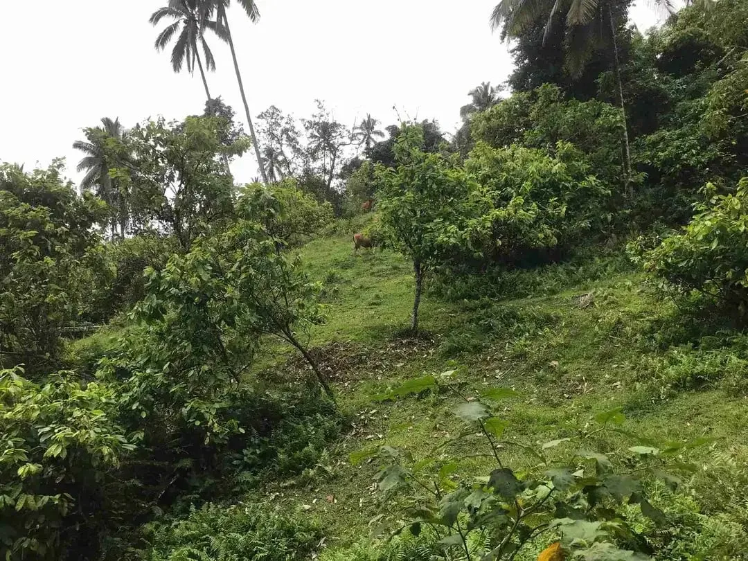 jual tanah kebun murah harga 100 ribu / meter di selemadeg tabanan bali. - Image 2 of 10