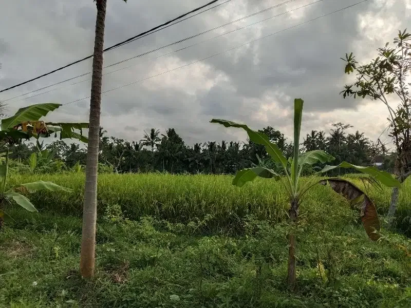 DISEWAKAN TANAH LOKASI UBUD LINGKUNGAN VILLA VIEW SAWAH - Image 7 of 7