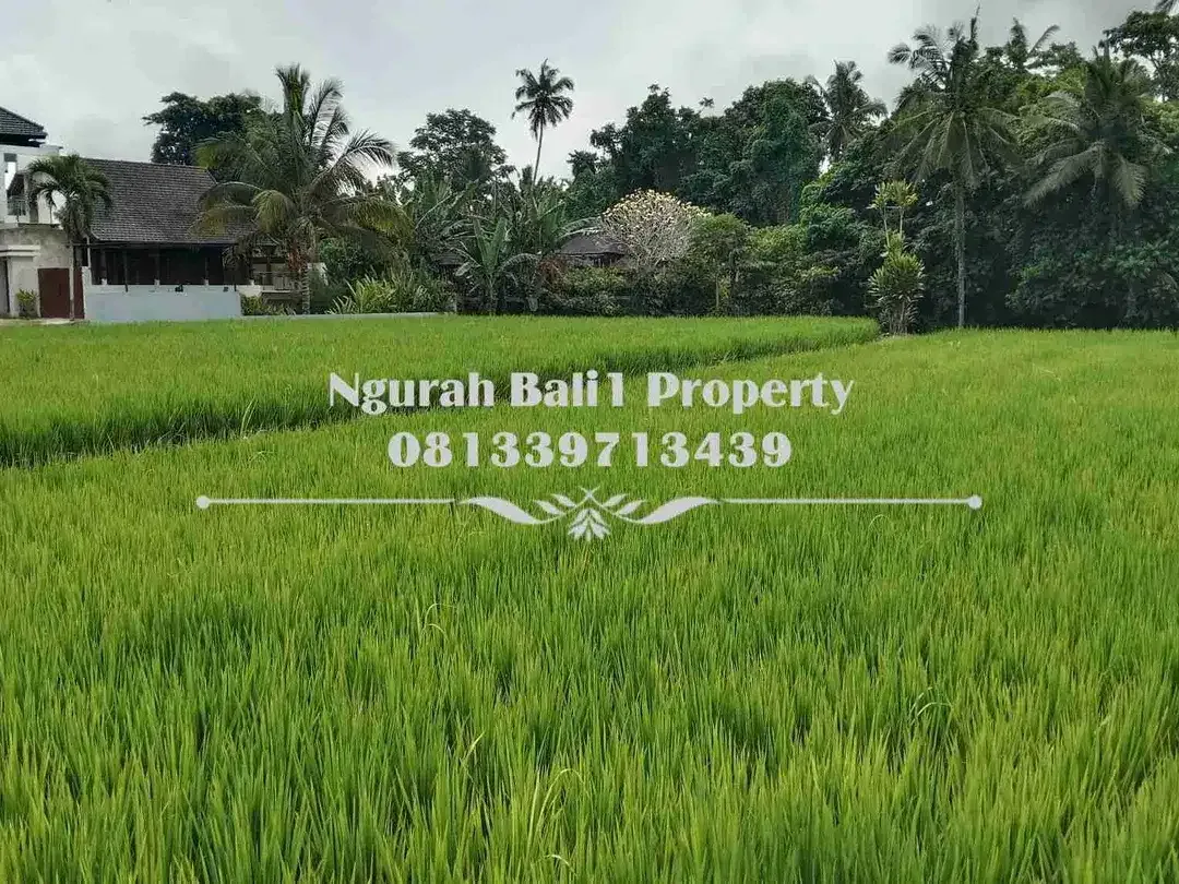 Tanah Dijual Murah Luas 47,95 Are Kawasan Villa di Tengkulak Ubud - Image 3 of 6
