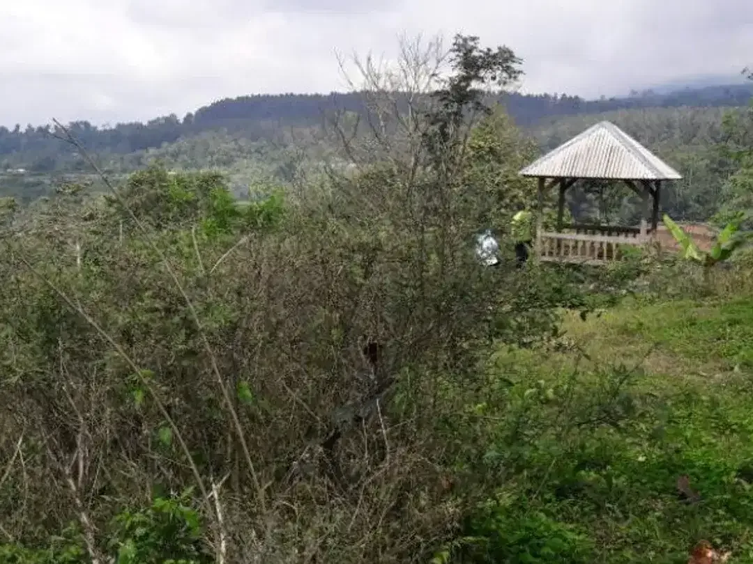 TANAH COCOK UNTUK KEBUN VILLA LOKASI BAGUS DI BEDUGUL TABANAN - Image 3 of 4