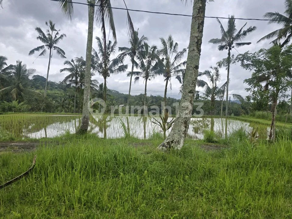 Dijual Tanah Bonus Bangunan View Sawah dan Gunung di Bali - Image 4 of 4
