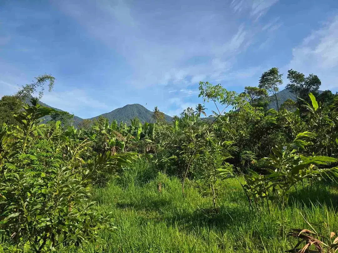 Dijual tanah murah view gunung cantik di tabanan bali - Image 4 of 10