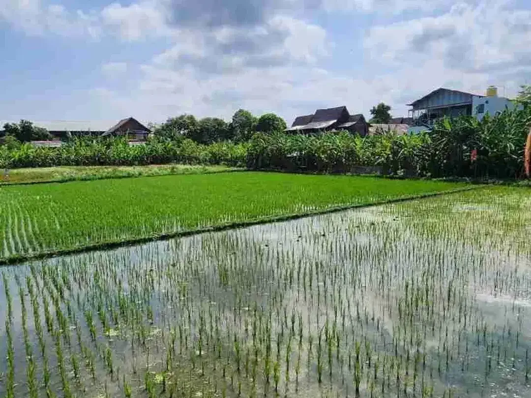 Di jual tanah Kerobokan dekat bali kiddy school sangat cocok untuk hunian rumah dan villa dapat view sawah - Image 5 of 5