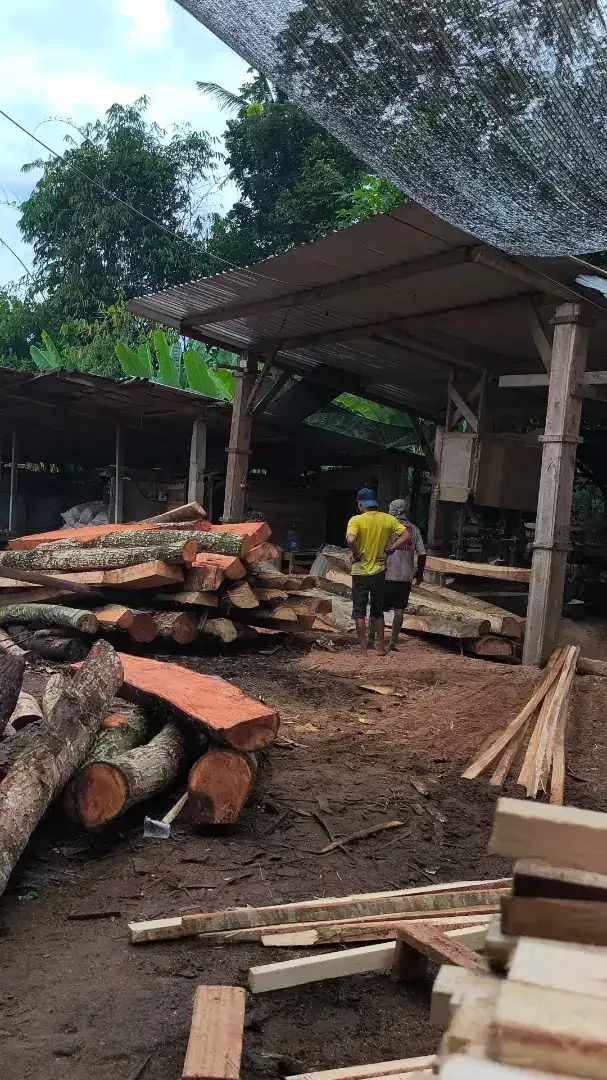 Dijual Kayu Lokal - Image 2 of 2