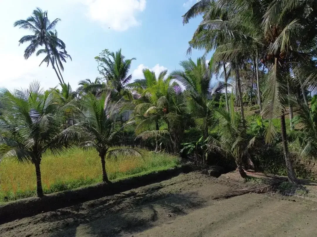[DIJUAL] Tanah Matang 10,5 Are Zona Campuran di Mambal Badung – Dekat Green School & Ubud - Image 8 of 10
