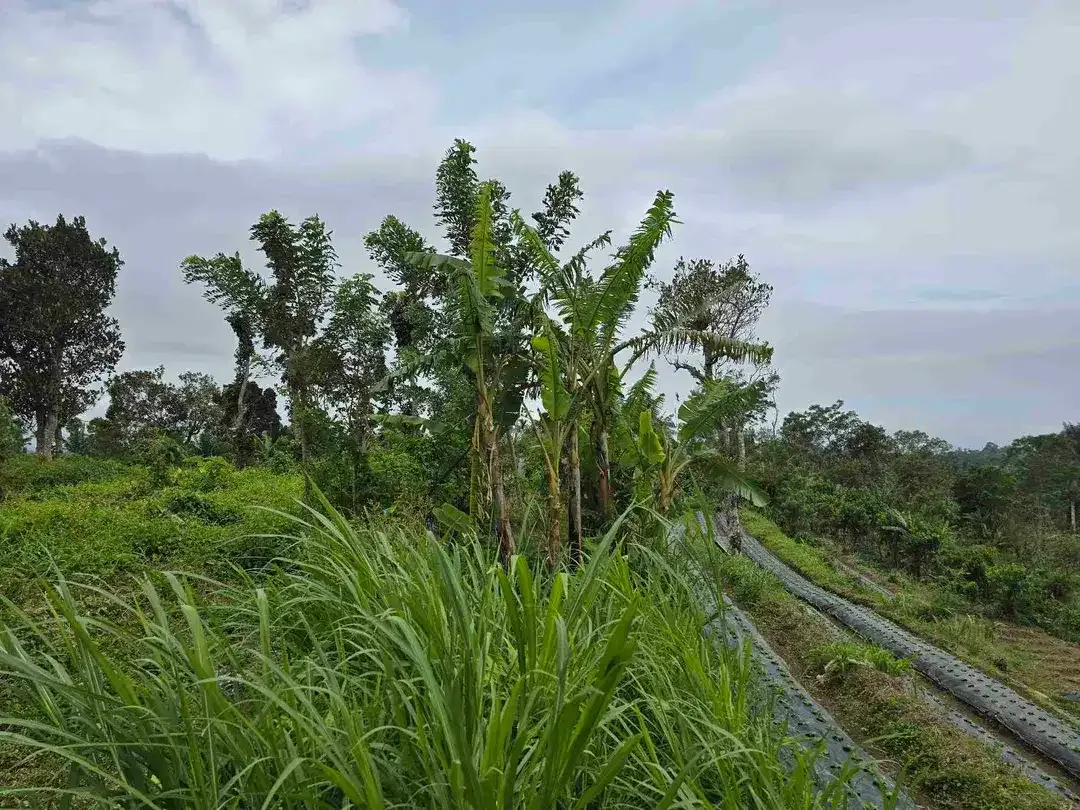 Dijual tanah datar landai view gunung dan lembah di tabanan bali - Image 6 of 10