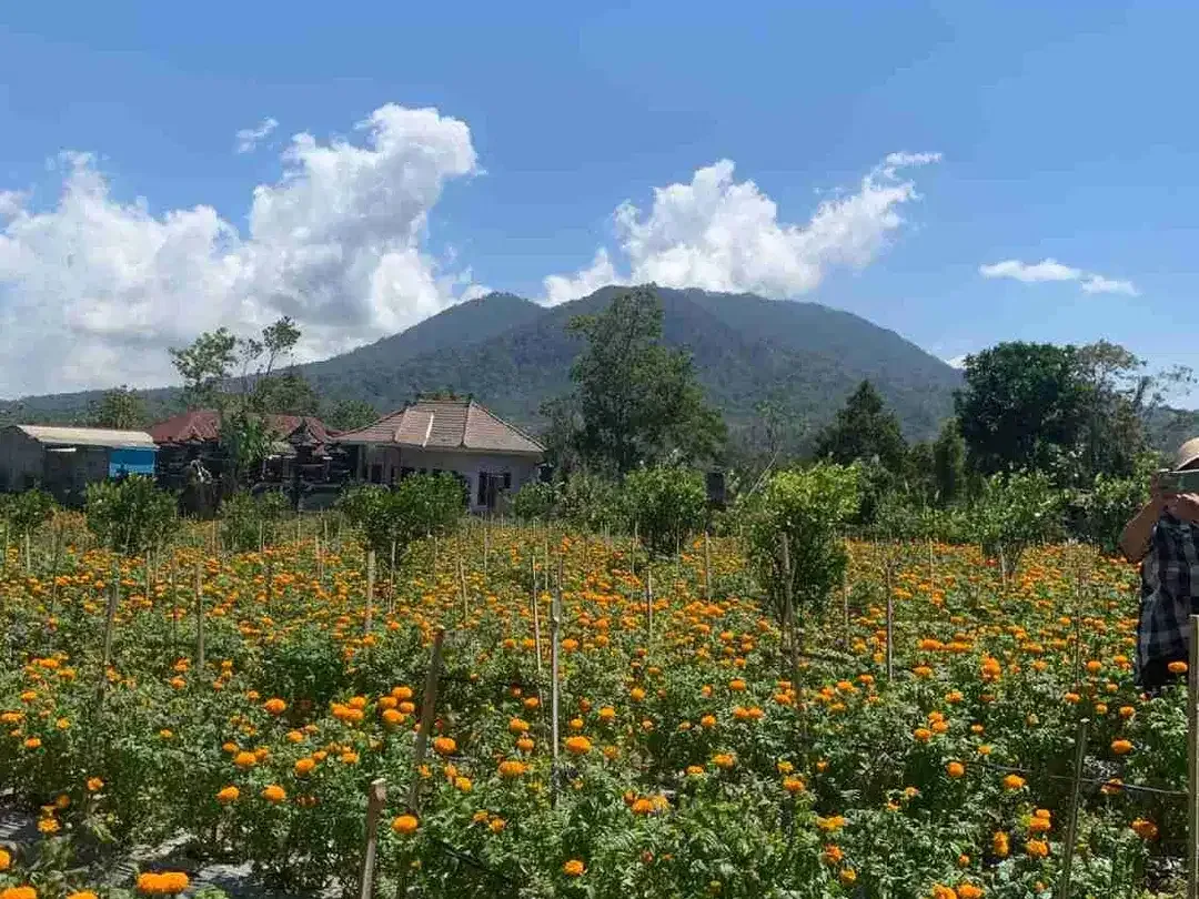 Tanah Kebun 5.000 m² di Tambakan Buleleng dengan View Gunung, SHM - Image 2 of 3