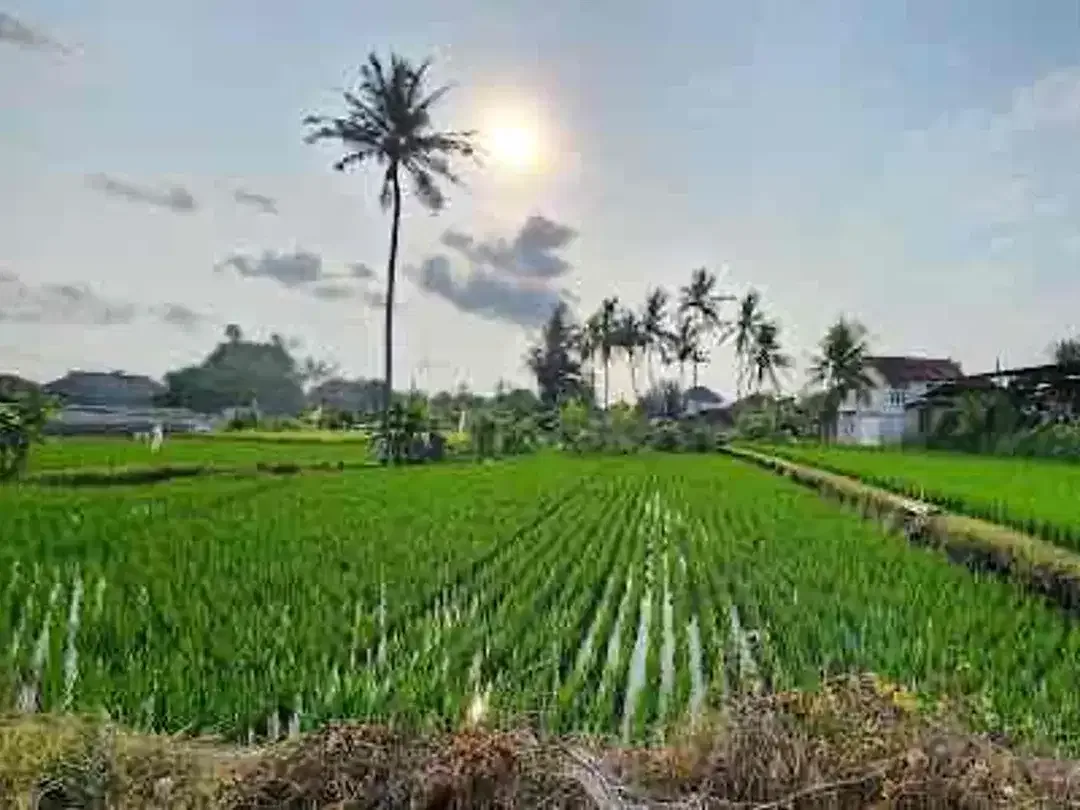 Dijual Rumah Indent Di Daerah Siulan Denpasar - Image 7 of 10