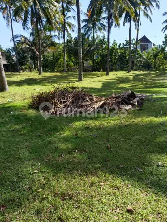 Tanah Kebun Kelapa Aktif Dan Tembus Pantai Di Jembrana - Image 2 of 4