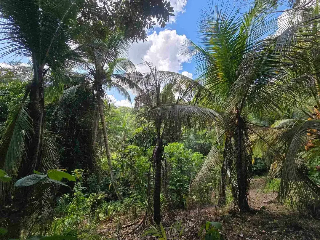 Dijual tanah datar view lambah cocok buat hunian villa di tabanan bali - Image 3 of 10