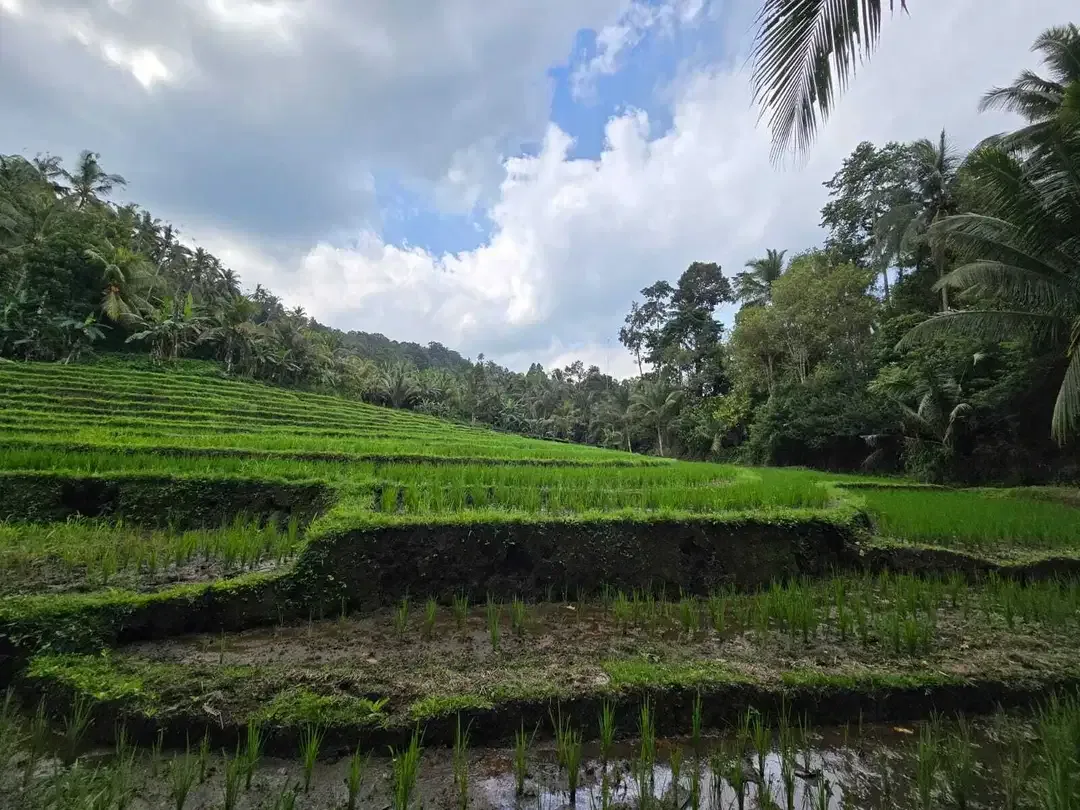 Dijual tanah dengan  sungai view sawah terasering bali - Image 10 of 10