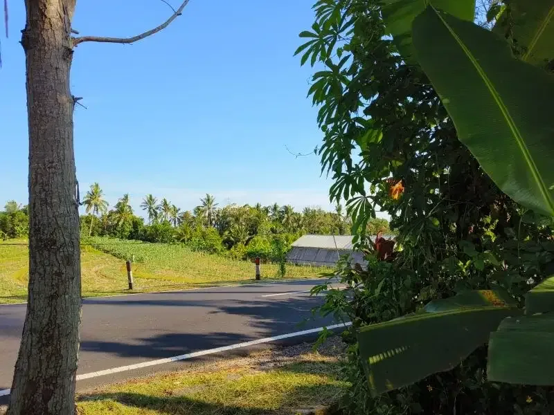tanah murah datar view sawah akse s jalan propinsi di bali - Image 3 of 10