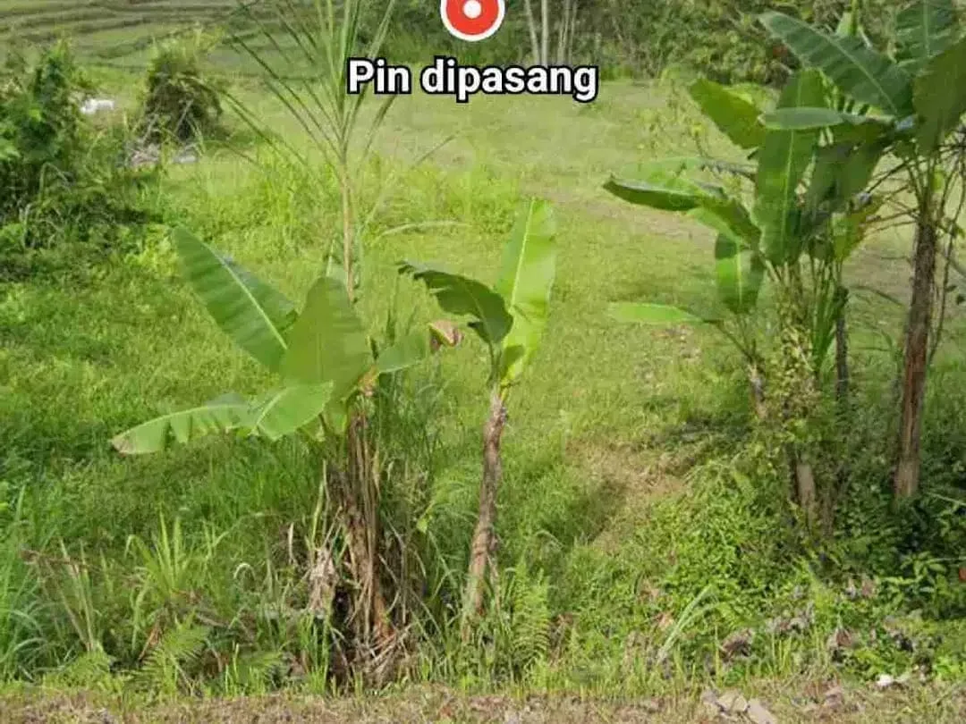 Jual Tanah kebun 33,6are jalan 8 aspal di Payangan Gianyar Ubud Bali - Image 2 of 10