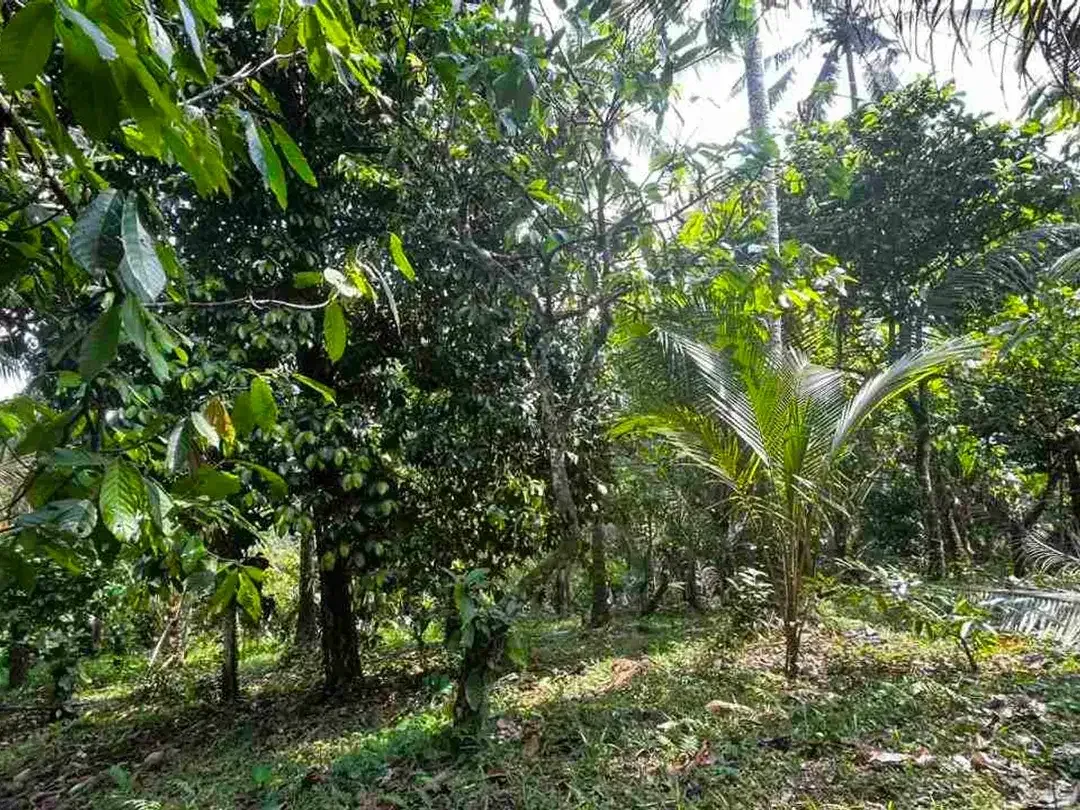 jual tanah kebun aneka buah lokal area pemukiman di tabanan bali. - Image 7 of 10