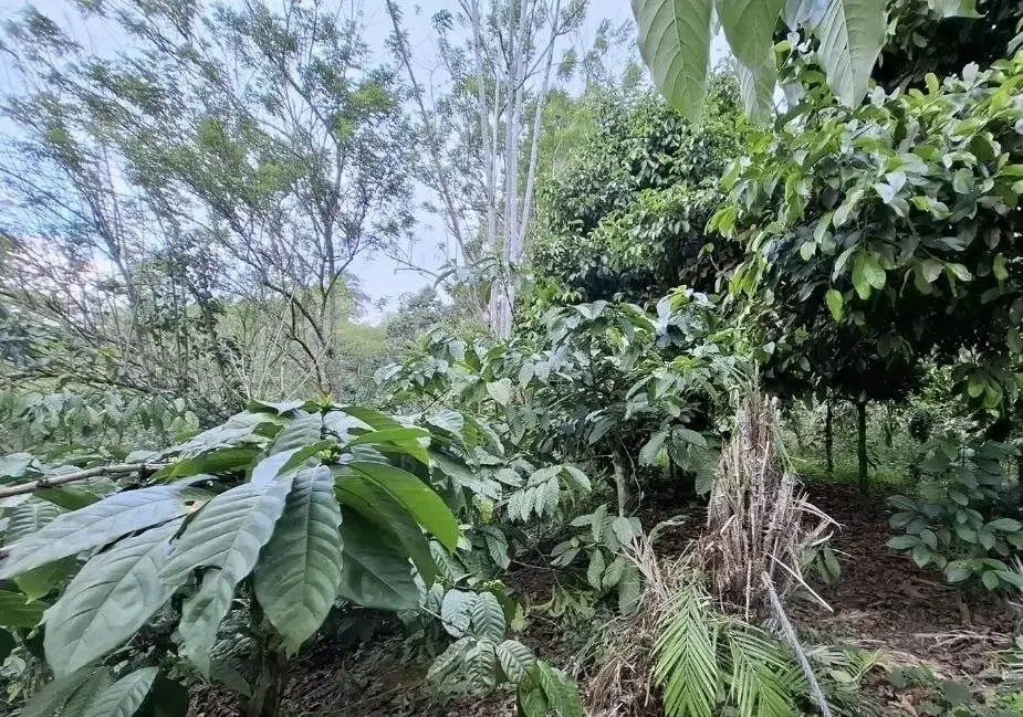 Kebun kopi subur view gunung watukau di tabanan - Image 4 of 7