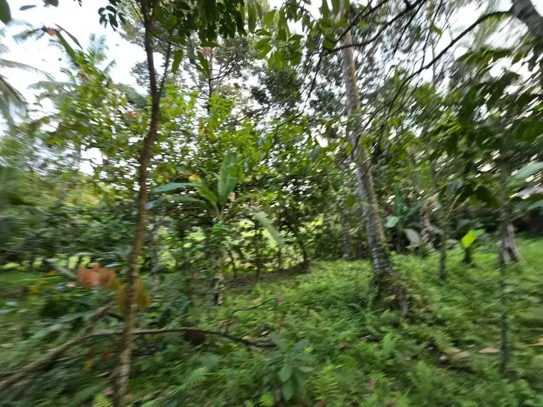 Dijual tanah kebun view sawah di bali yello zona - Image 10 of 10