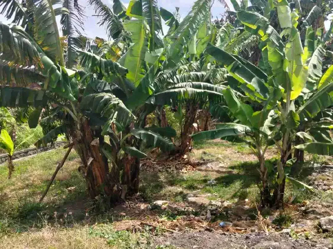 TANAH MURAH JALAN PANDU DALUNG PERBATASAN PADONAN CANGGU SIAP BANGUN, COCOK UNTUK GUESTHOUSE HOMESTAY VILLA - Image 2 of 7