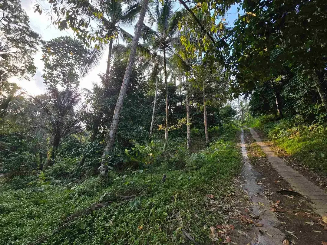 Murah tanah los sungai bebatuan kebun manggis dan durian siap panen di bali - Image 8 of 10
