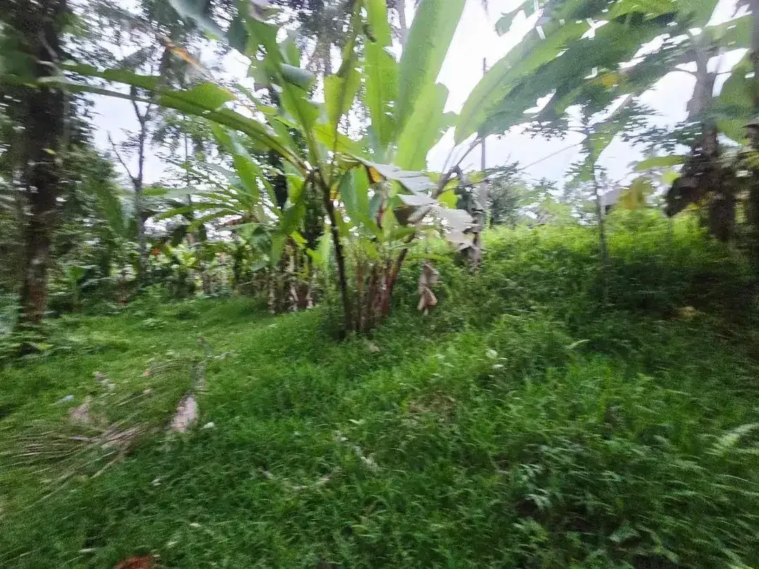 DIJUAL TANAH MURAH DI TABANAN
Batuaji - Image 7 of 10