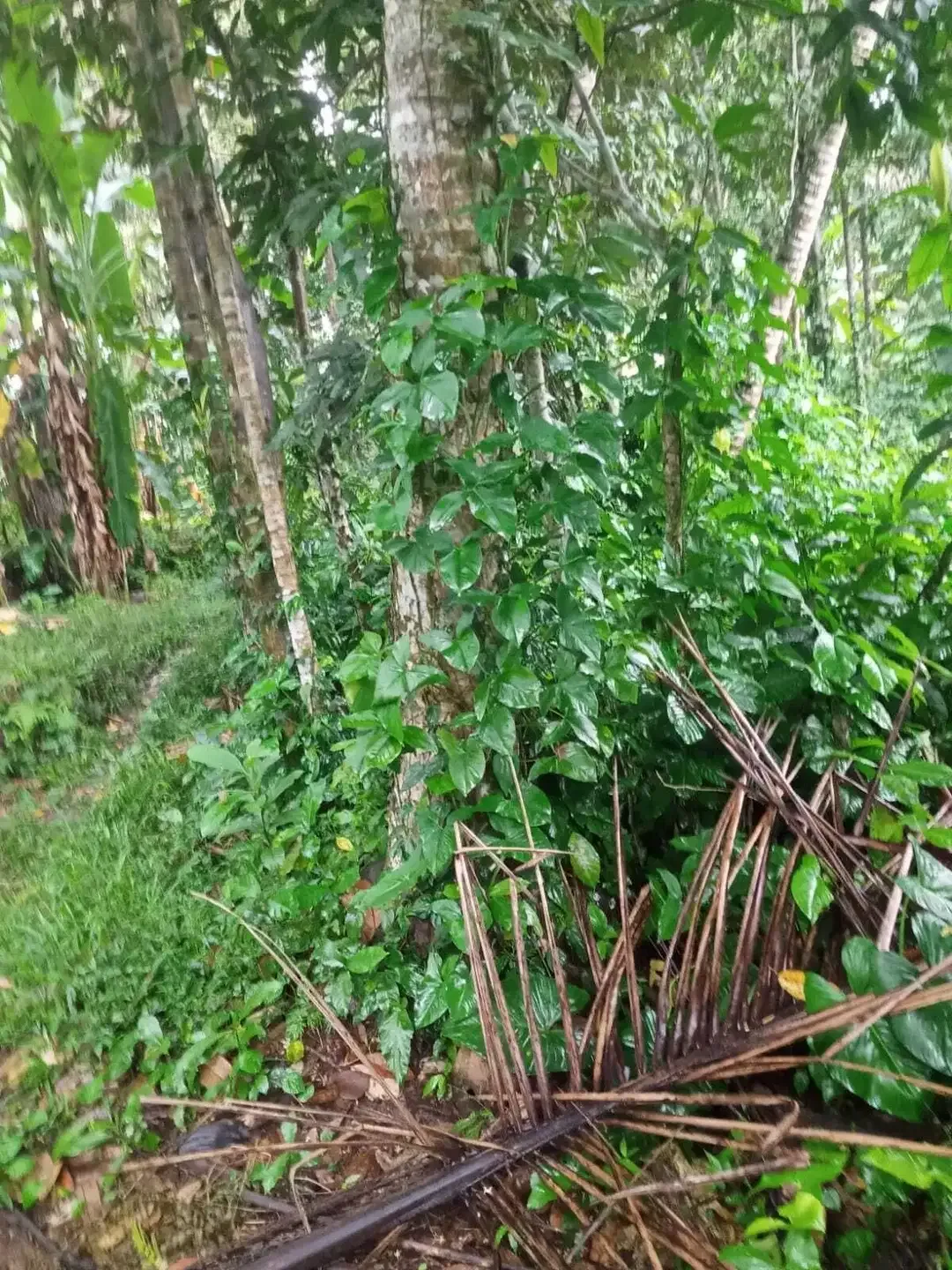 Tanah 15 Are di Raya Kelusa Payangan Gianyar Dekat Ubud Bresela Keliki - Image 1 of 7