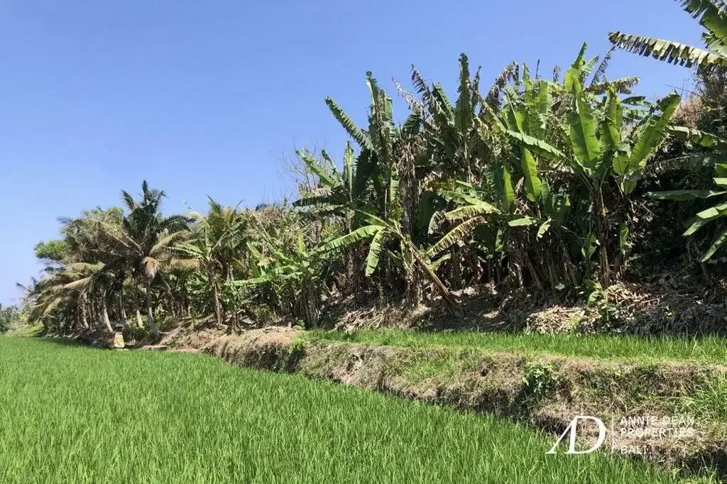 FREEHOLD BEACHFRONT LAND IN PEKUTATAN (3,000 M2) IN TOURISM ZONE - Image 8 of 10
