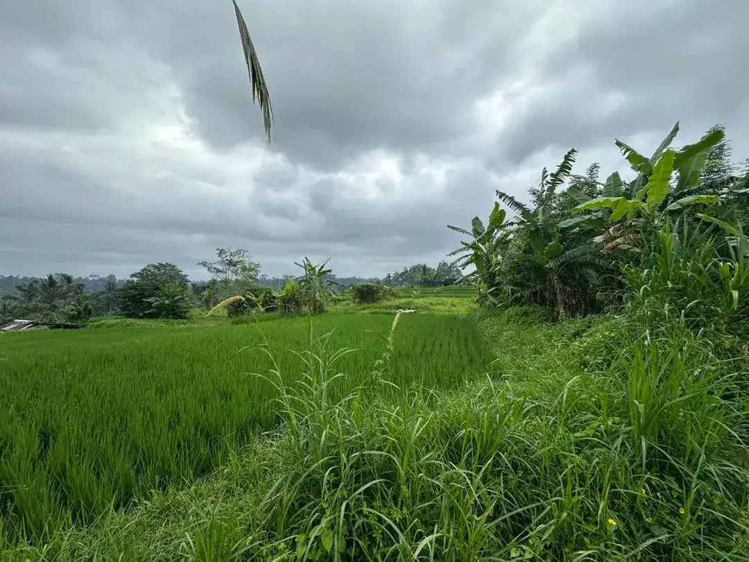 DIJUAL – Tanah Premium di Tegalalang dengan View Sawah & Pegunungan - Image 2 of 10