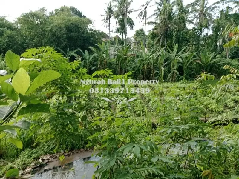 BUC Disewakan Tanah Murah Luas 2450 m2 View Sawah dan Sungai di Ubud - Image 5 of 6