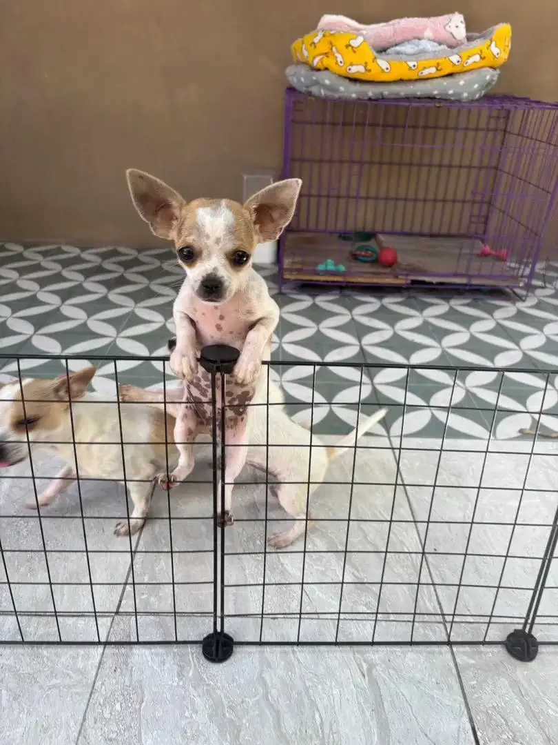 Chihuahua Jantan - Image 3 of 8